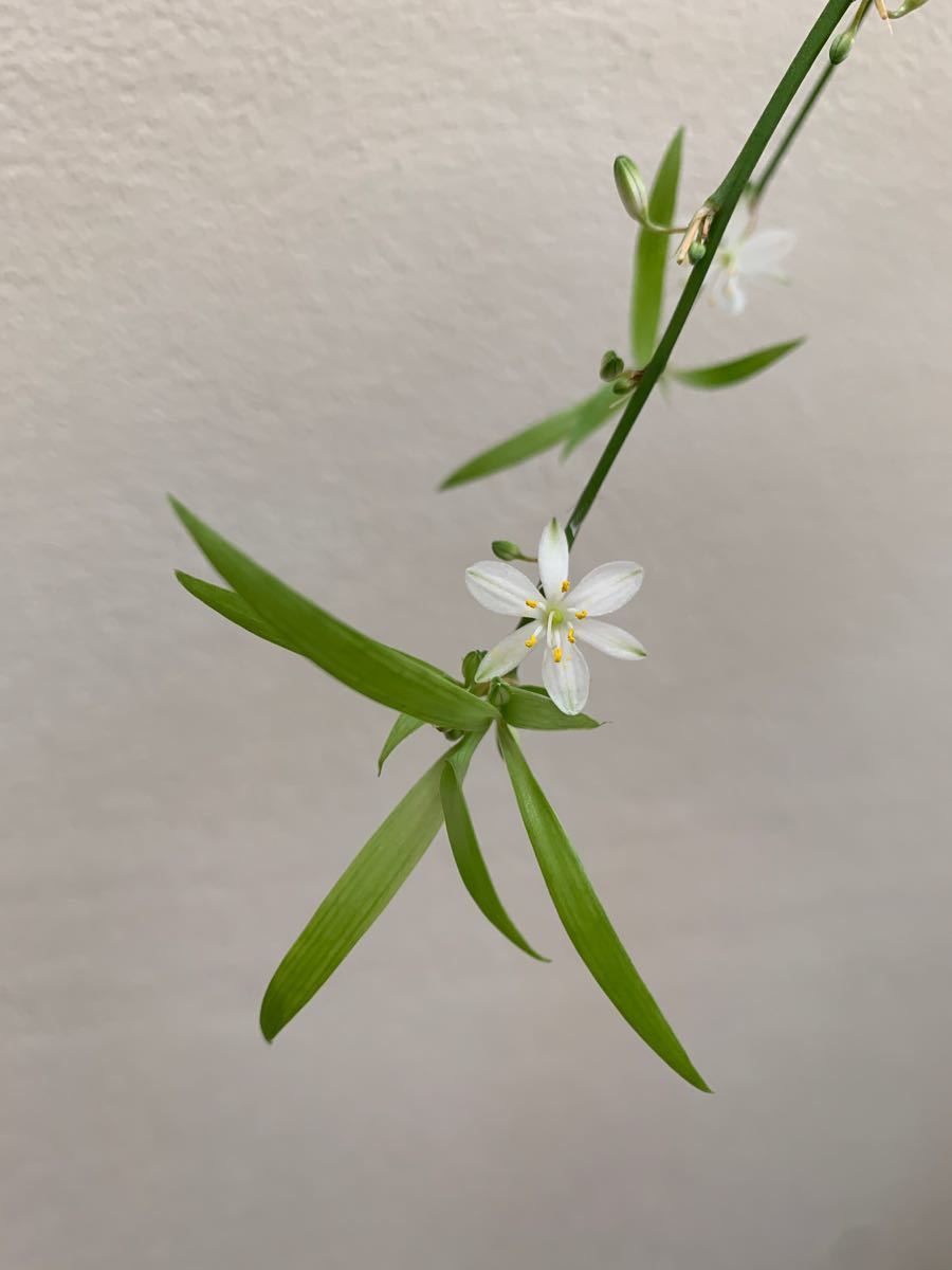 観葉植物　オリヅルラン　3株