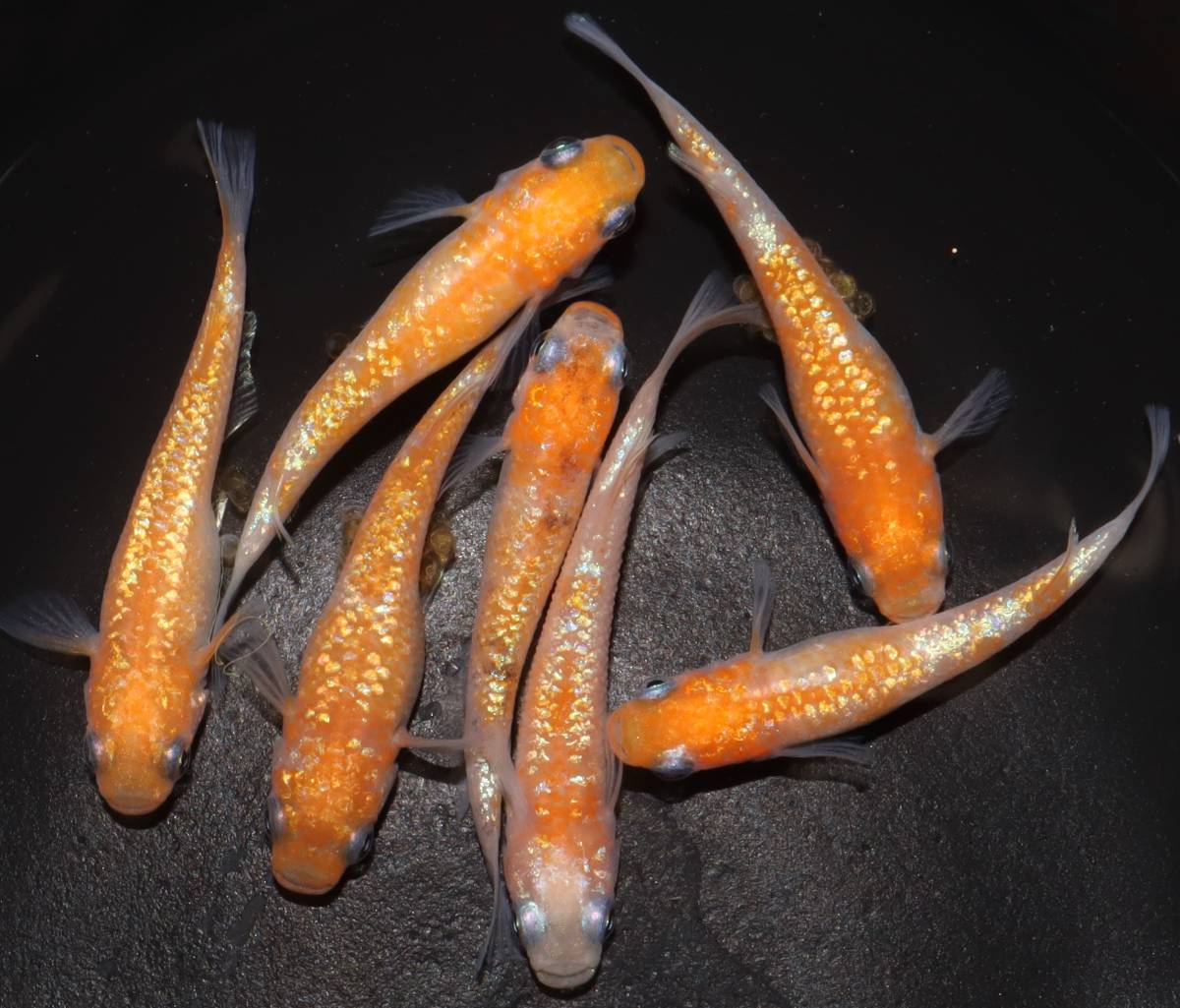 【medaka 稚魚】上州メダカ様系統 王華 稚魚10匹＋2匹死着補償分 孵化後２～３週間位の仔 2日かかる地域の方はお断り 2_親画像です。