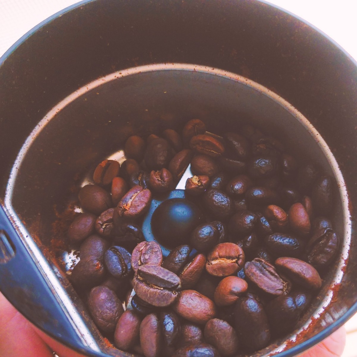 豆500g☆リム・アンドロメダエチオピアコーヒー☆完全野生種、原生林のコーヒー