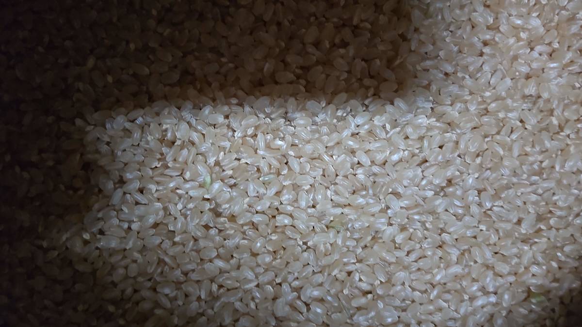 令和3年度新米山口県萩産コシヒカリ　玄米25ｋｇ　　_画像3