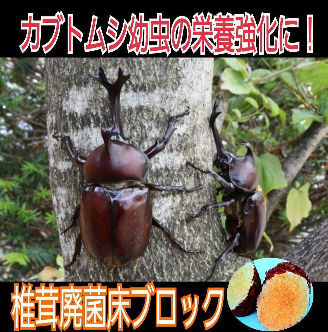 カブトムシマットにブロックのまま埋め込むと幼虫が潜り込みモリモリ食べて大きくなる！椎茸菌床4個☆クヌギ100％原料使用☆産卵材にもOK！_画像6