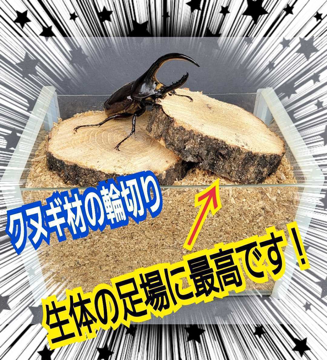 クワガタ、カブトムシの交尾の場所に最適！良質☆クヌギ朽木の輪切り【5枚セット】とまり木、足場、転倒防止・ディスプレイにも抜群です！_画像1