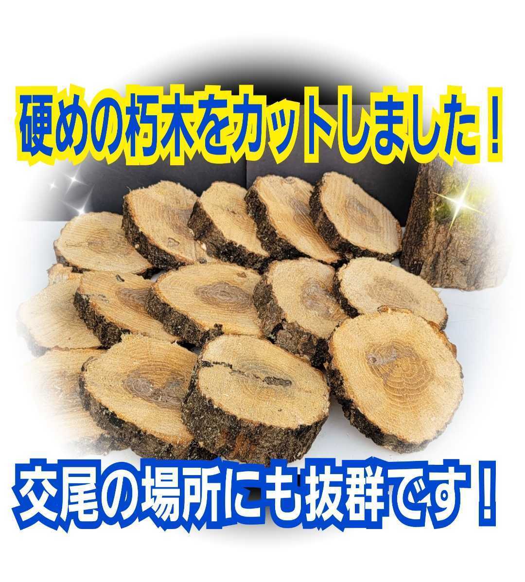 クワガタ、カブトムシの交尾の場所に最適！良質☆クヌギ朽木の輪切り【5枚セット】とまり木、足場、転倒防止、ディスプレイにも抜群です！_画像2