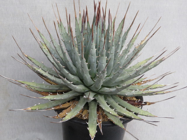 品質検査済 yossss様専用 アガベ 3種 植物/観葉植物 - atcenteramerica.com