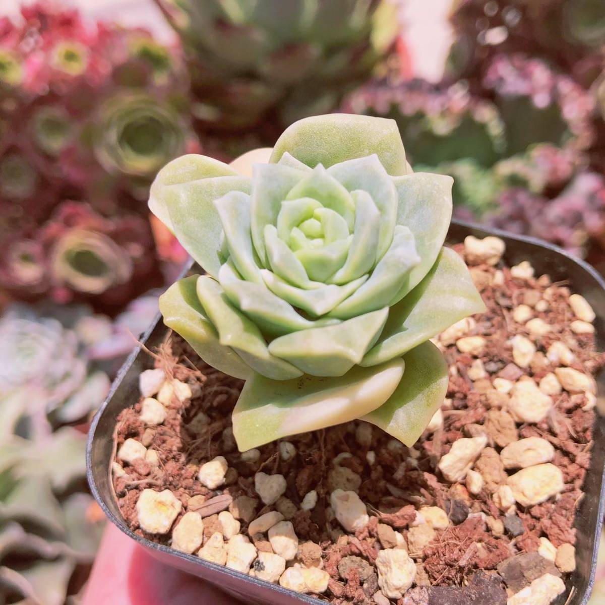 多肉植物 ラブリーローズ錦 抜き苗 | nort.swiss