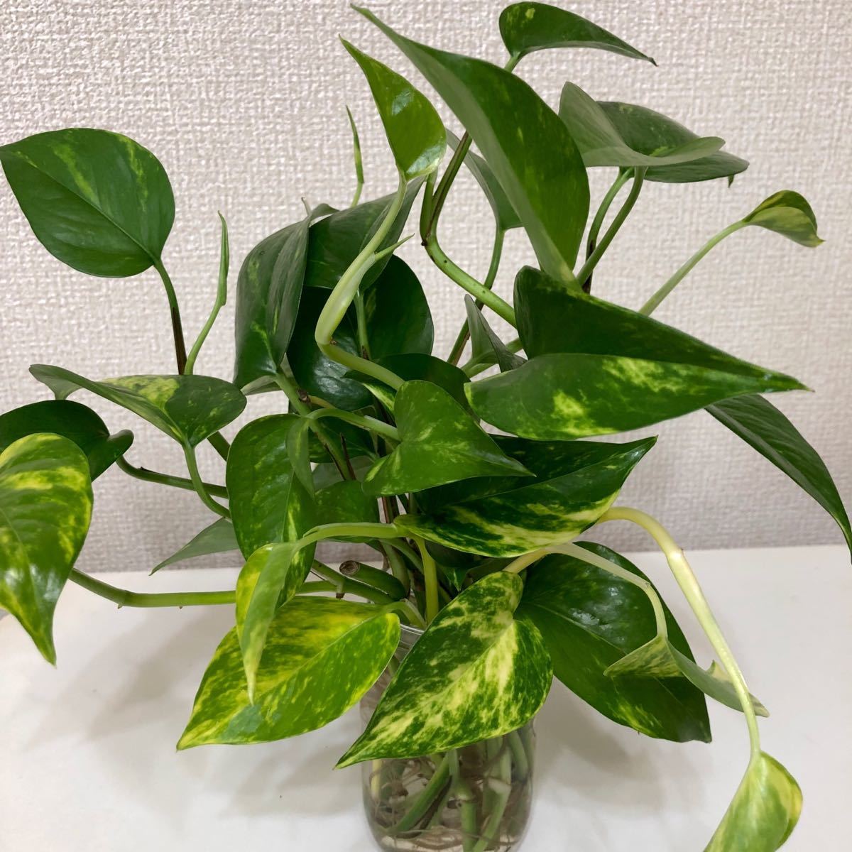 ポトス　観葉植物　発根済み苗　11本