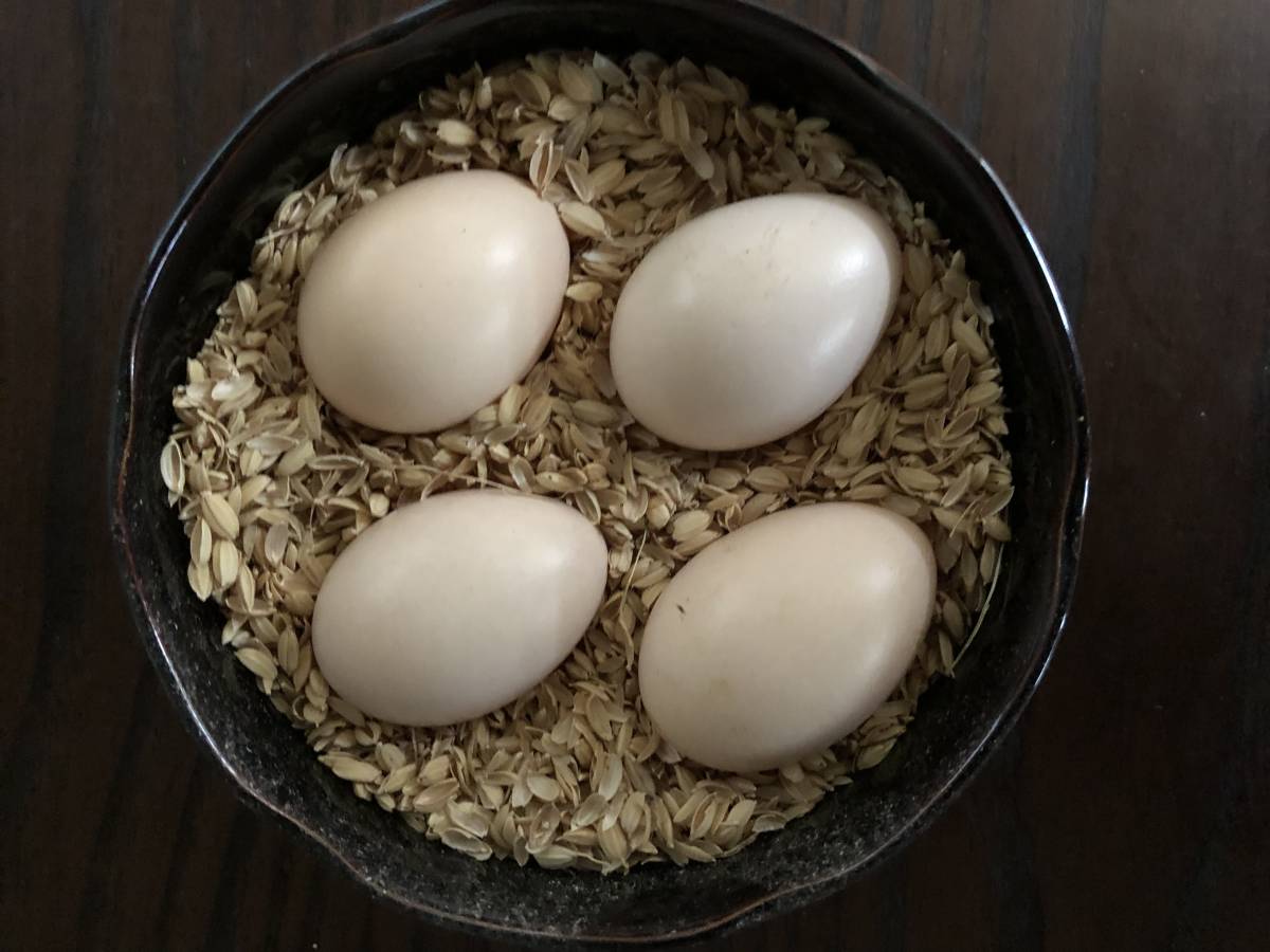 マレーシア純血種セラマペアの有精卵4個　希少、一番小さい鶏　送料込み_画像2