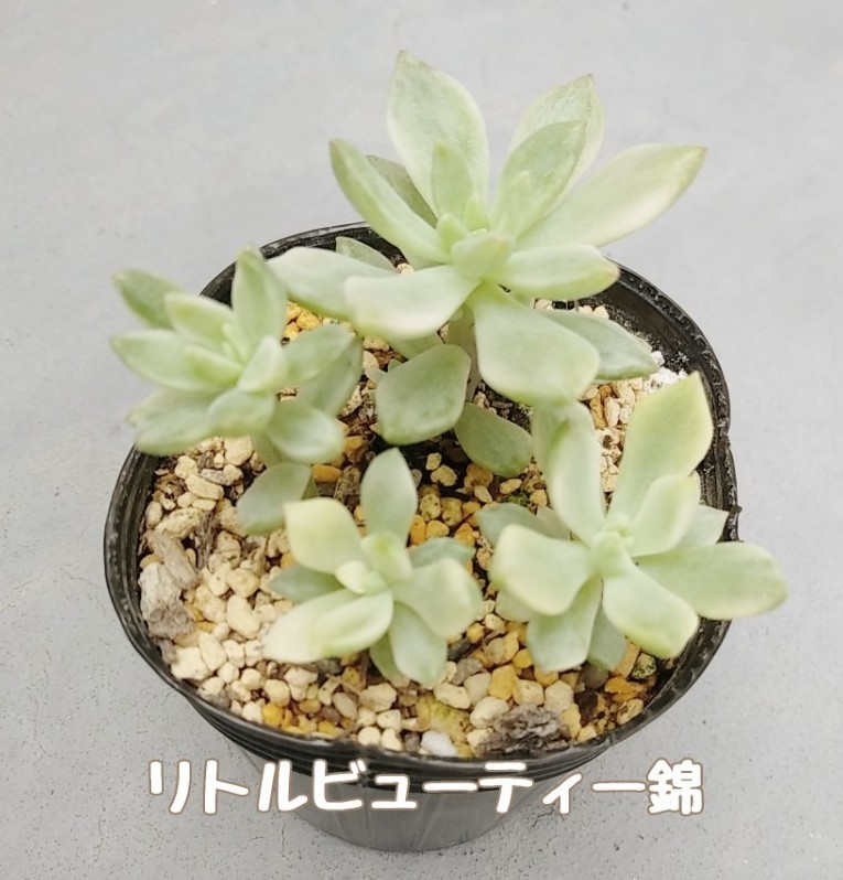 多肉植物 リトルビューティー錦 抜き苗|Yahoo!フリマ(旧PayPay 多肉植物 リトルビューティー錦 抜き苗|Yahoo!フリマ(旧PayPay