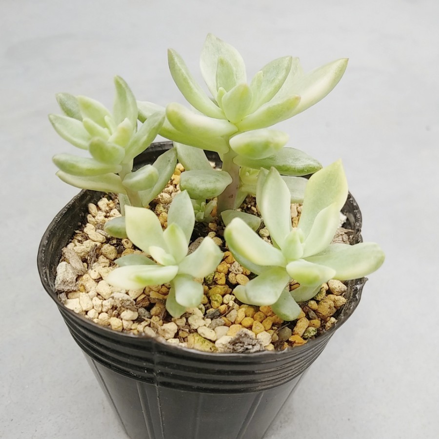 多肉植物 リトルビューティー錦 抜き苗|Yahoo!フリマ(旧PayPay 多肉植物 リトルビューティー錦 抜き苗|Yahoo!フリマ(旧PayPay