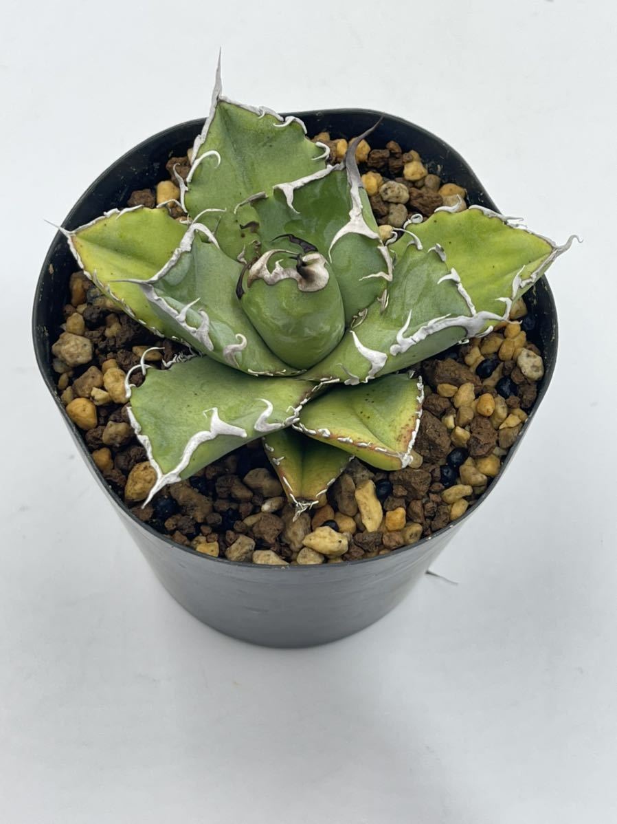 2. アガベ オテロイAgave oteroi実生株 www.thesciencebasement.org