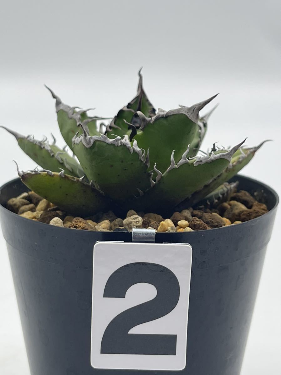 2. アガベ オテロイAgave oteroi実生株 www.thesciencebasement.org
