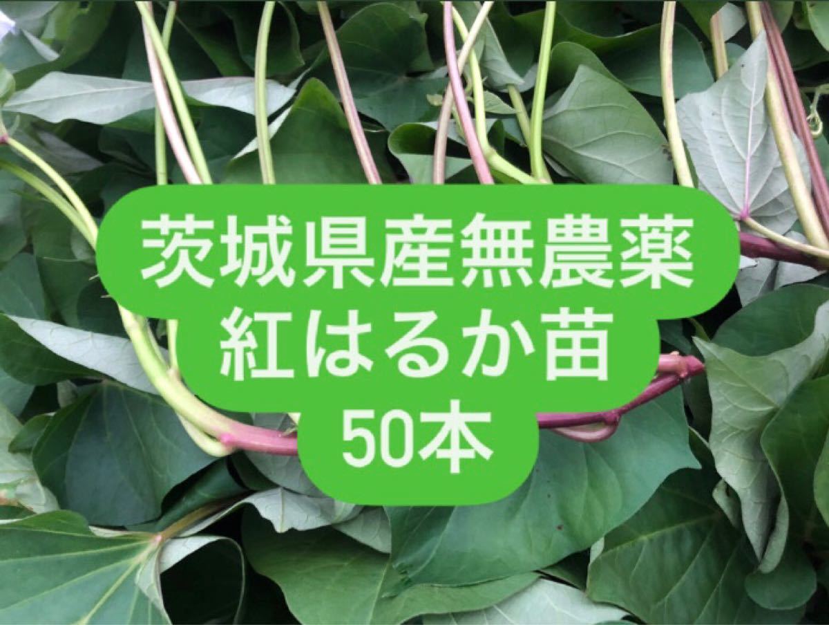 翌日発送可能】 ちゃんゆう様紅はるか苗®️500本4月上旬より順次発送