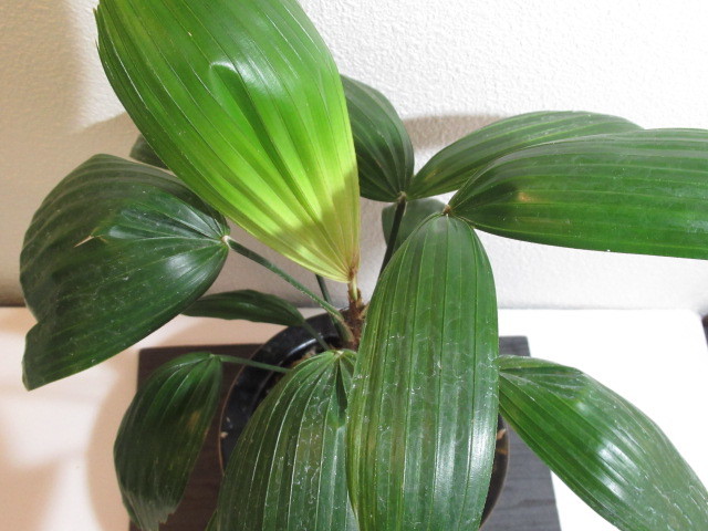 INZ観音竹【☆(大納言!) 曙斑が現れた最上作初若親木!!植え替え余剰