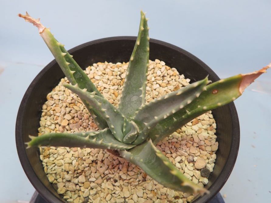 43 Aloe pillansii アロエ ピランシーサボテン 多肉植物 www.pibid.org