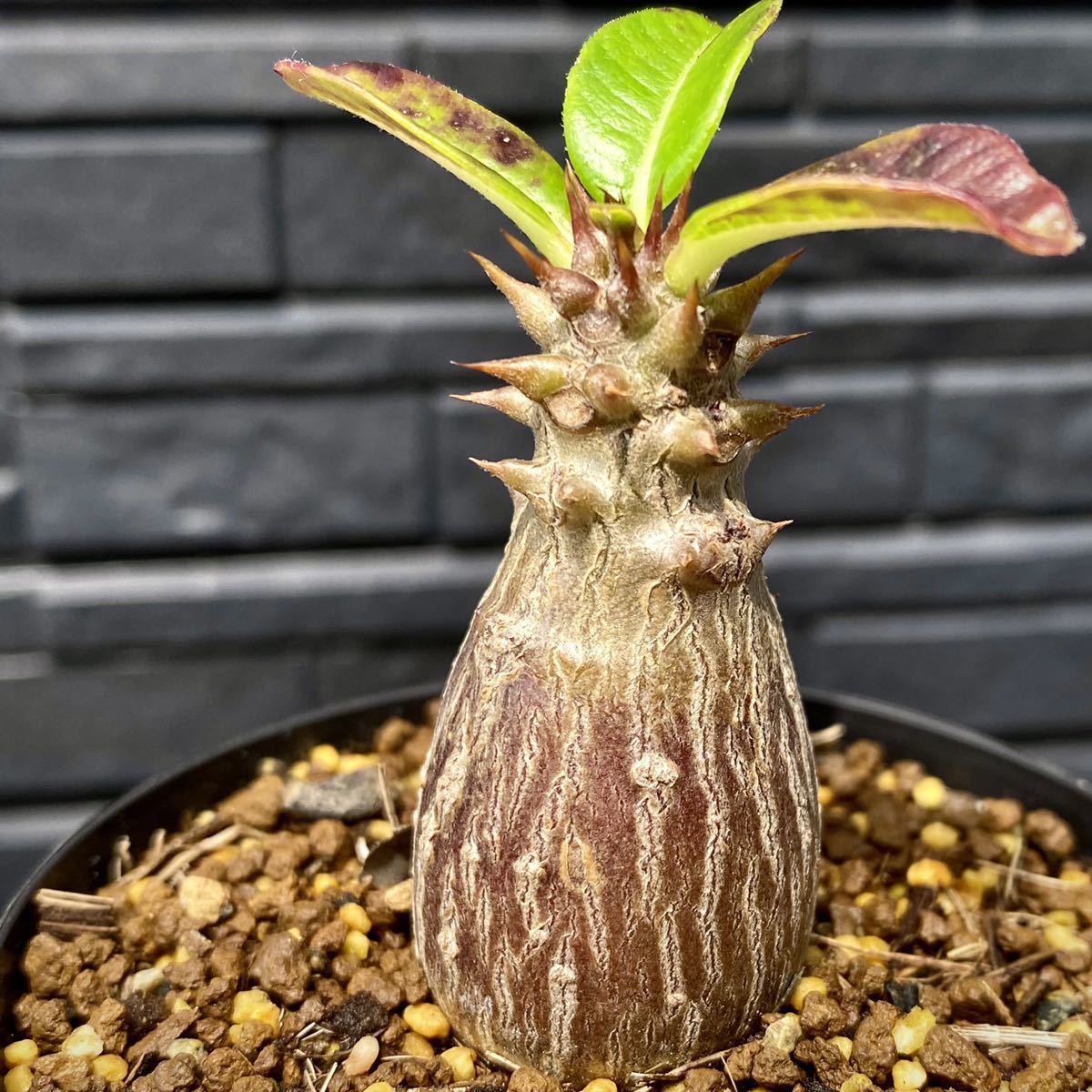 パキポディウム・ウィンゾリー (Pachypodium baronii var.windsorii) /【検索用】塊根植物 コーデックス 多肉植物