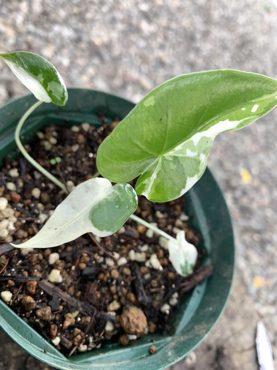 斑入りクワズイモ アロカシア オドラ オキナワシルバー ALOCASIA ODORA OKINAWA SILVER優良株(クワズイモ)|売買されたオークション情報、yahooの商品情報をアーカイブ公開 - オークファン(aucfan.com) 斑入りクワズイモ アロカシア オドラ オキナワシルバー ALOCASIA ODORA OKINAWA SILVER優良株(クワズイモ)|売買されたオークション情報、yahooの商品情報をアーカイブ公開 - オークファン(aucfan.com)