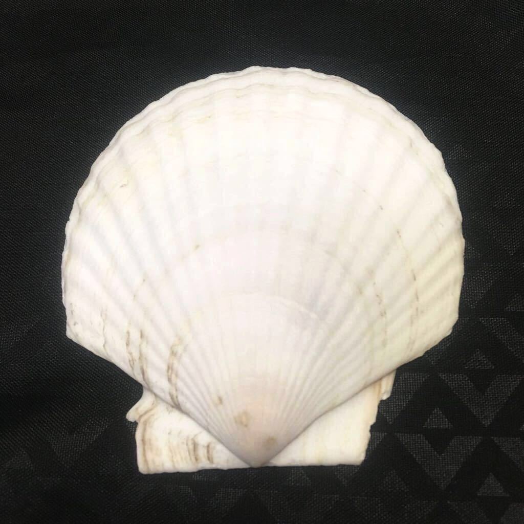 美品 縁起物 帆立 貝殻 ホタテ貝殻 天然 ホタテ 貝殻 白 貝 食器 皿