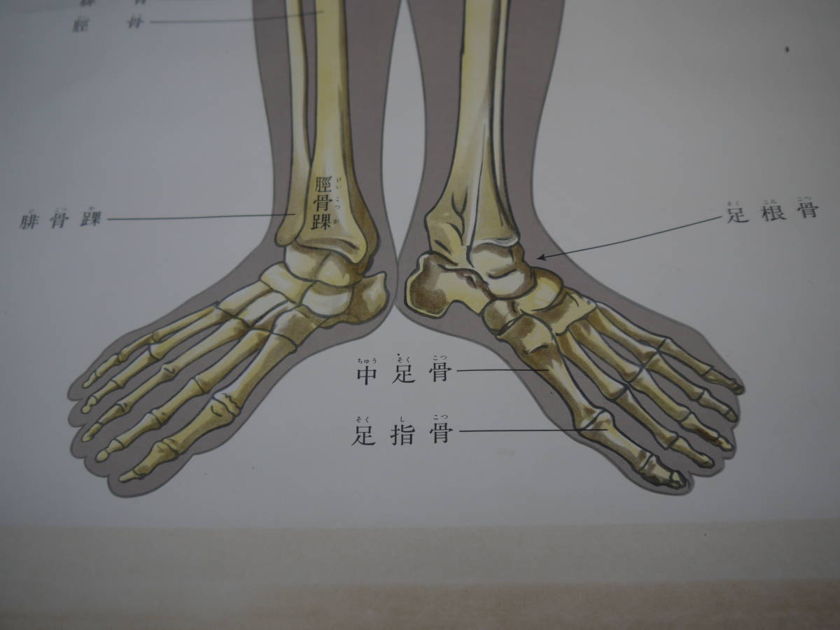 【OC20608】骨格図 掛け軸 「軸製人体解剖図」　日本教図株式会社_画像4