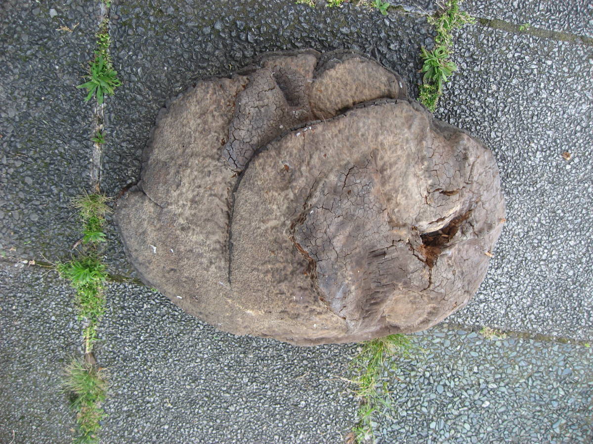 大幅値下げしましだ。是非どうぞ。。巨大サルの腰掛け！霊芝・これだけあれば十分。さるのこしかけ_砕いて煎じてするもよう・状態は画像の通り