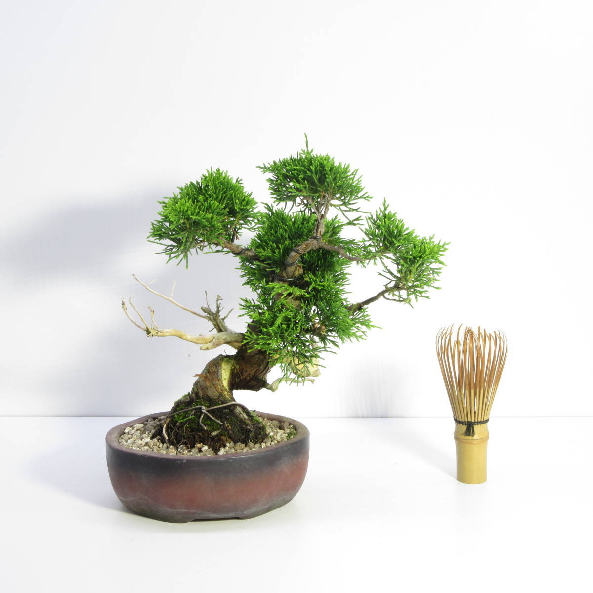 糸魚川真柏 (イトイガワシンパク) 植物 | wildfusions.com