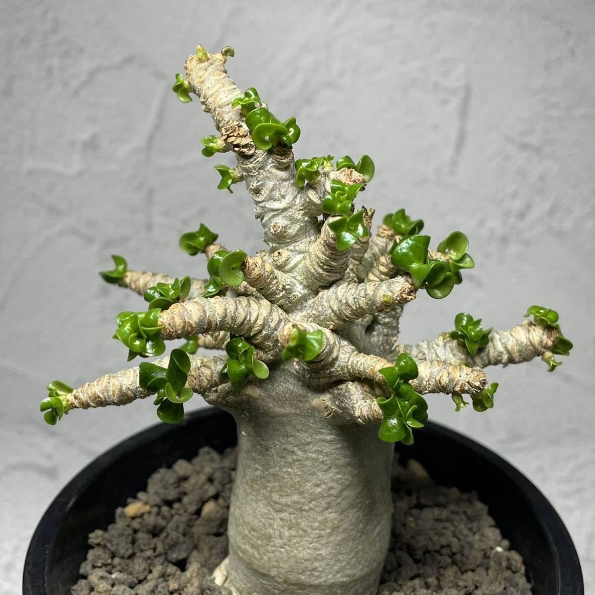 AD232 アデニウム ドーセットホーン(DHA) Adenium Dornset Horn 獅子葉