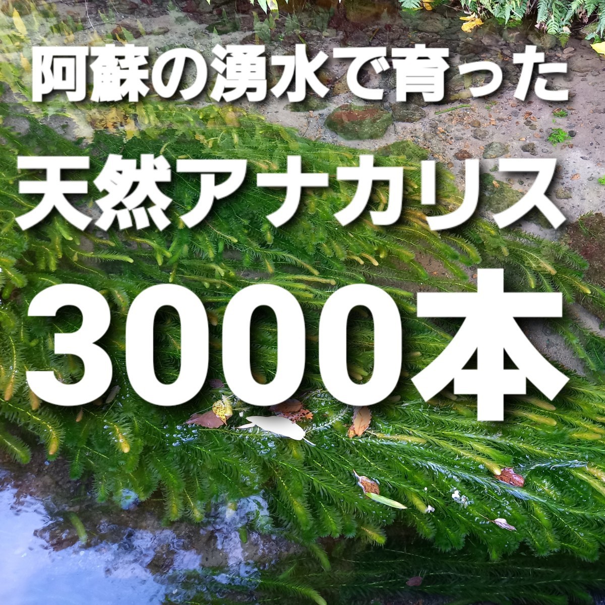 3000本以上 阿蘇の湧水で育った水草 天然アナカリス Yahoo!フリマ（旧