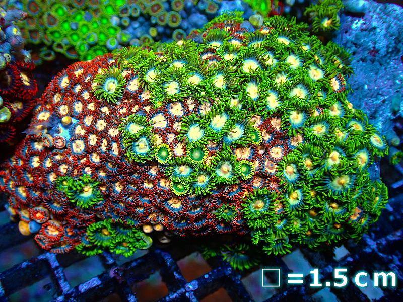 サンゴ】マメスナギンチャクsp. (Multi Color）Lサイズ（個体販売）No.2（生体） - hi4wireless.com