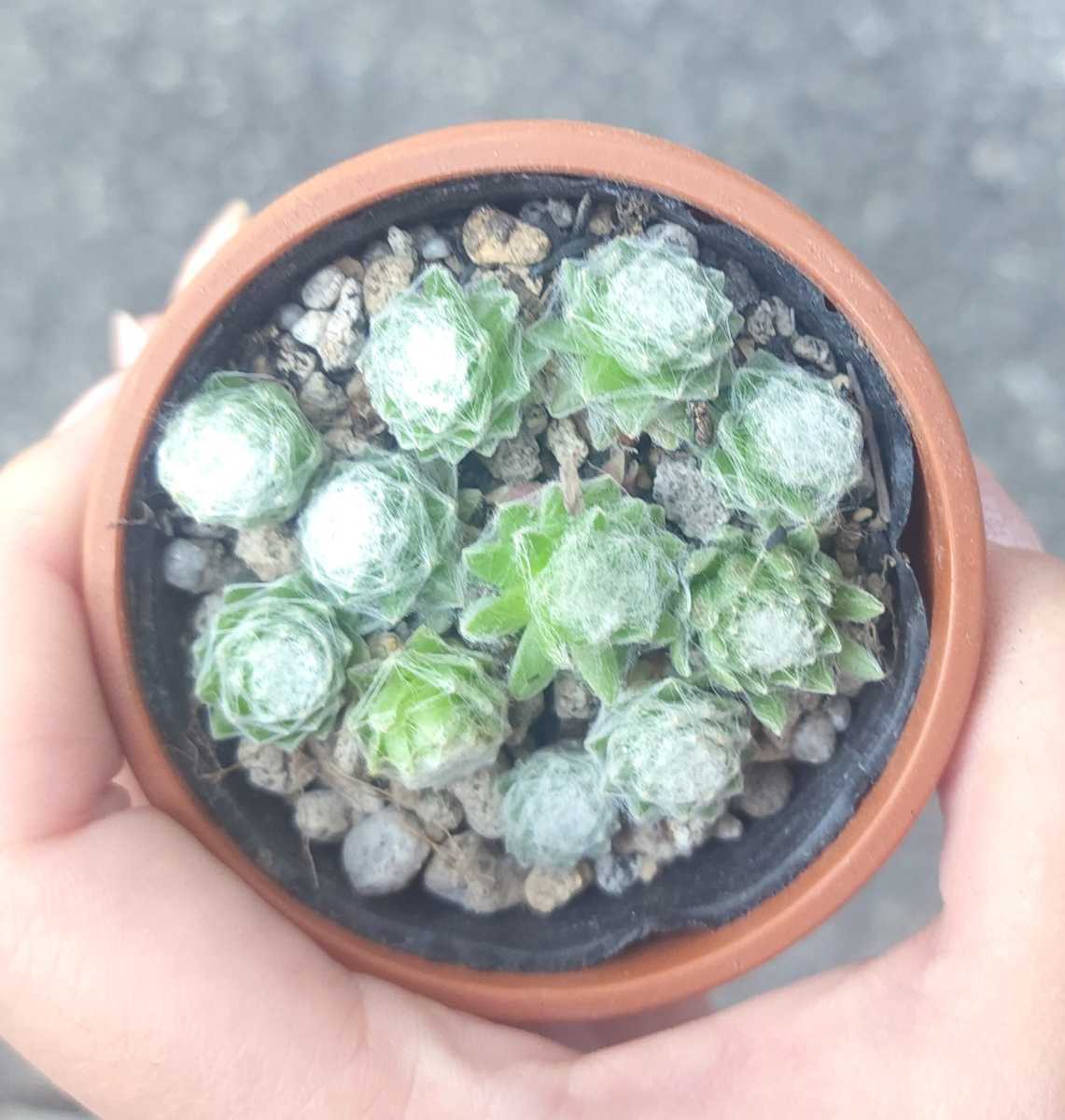 Sale!!! センペルビウム 巻絹 Sempervivum 多肉植物 カット　苗(小)_画像3