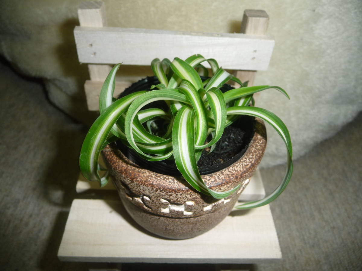 お洒落植物館 オリヅルラン ボニー 欲しいの ボニー お洒落植物館 オリヅルラン ボニー 欲しいの ボニー