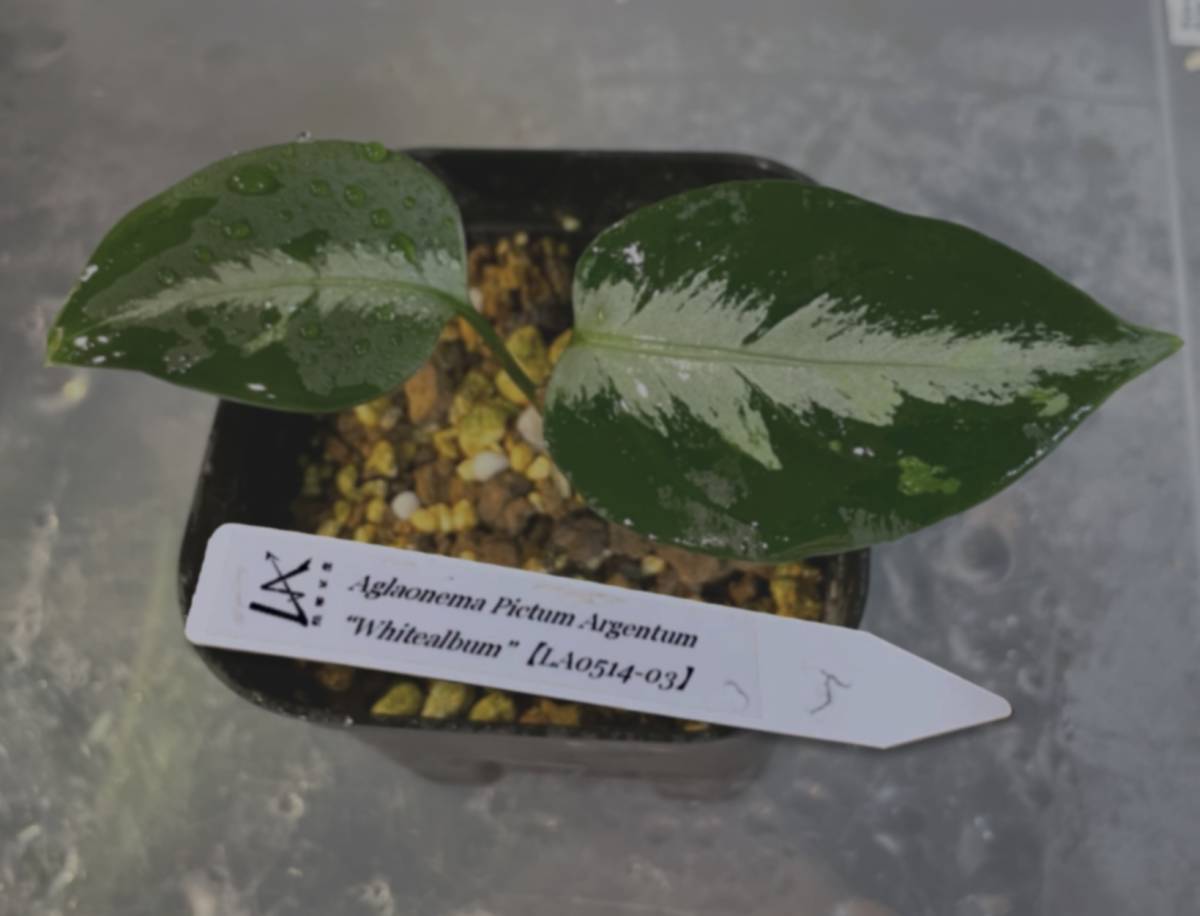 LA便〉aglaonema pictum【LA0514-03】-