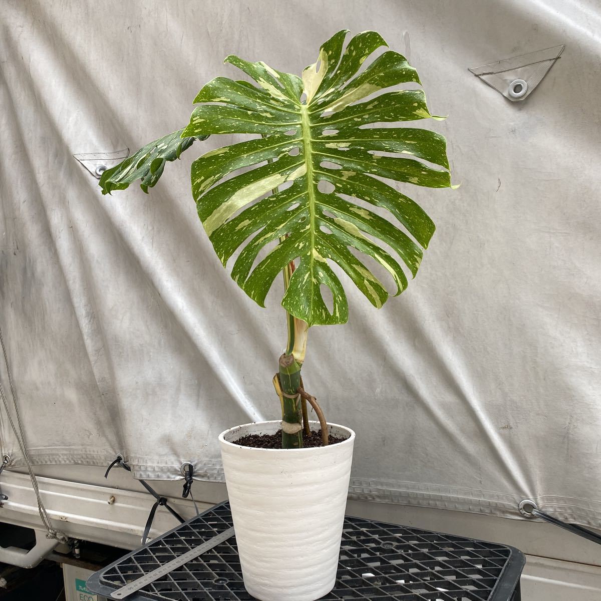 ②【Monstera deliciosa yellow monster variegata】モンステラ