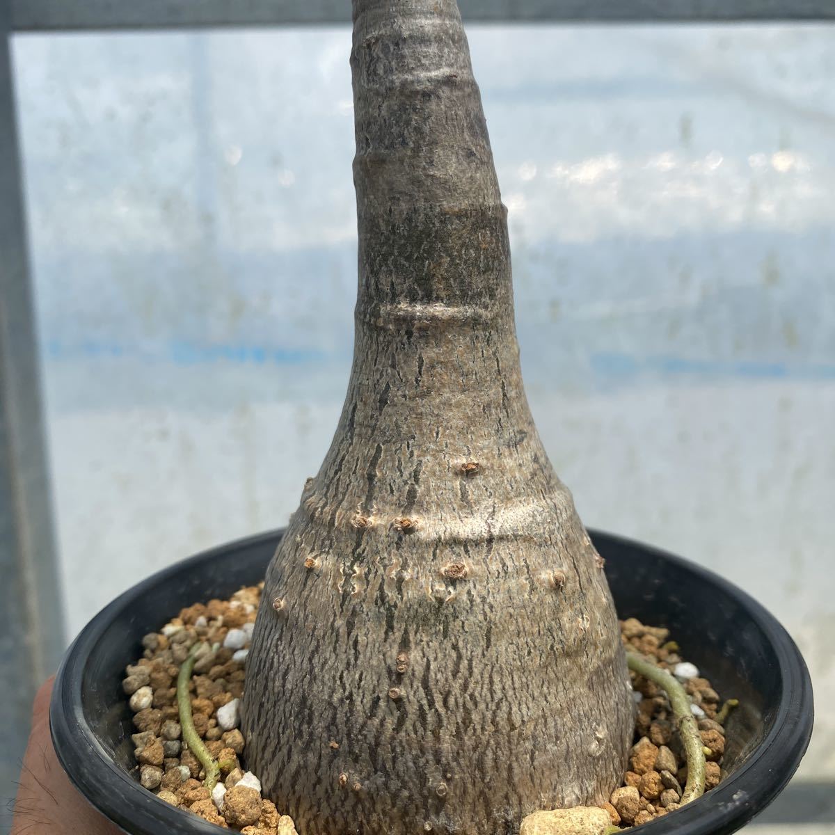 良形①【Pachypodium decaryi】 パキポディウム デカリー 3.5寸プラ鉢