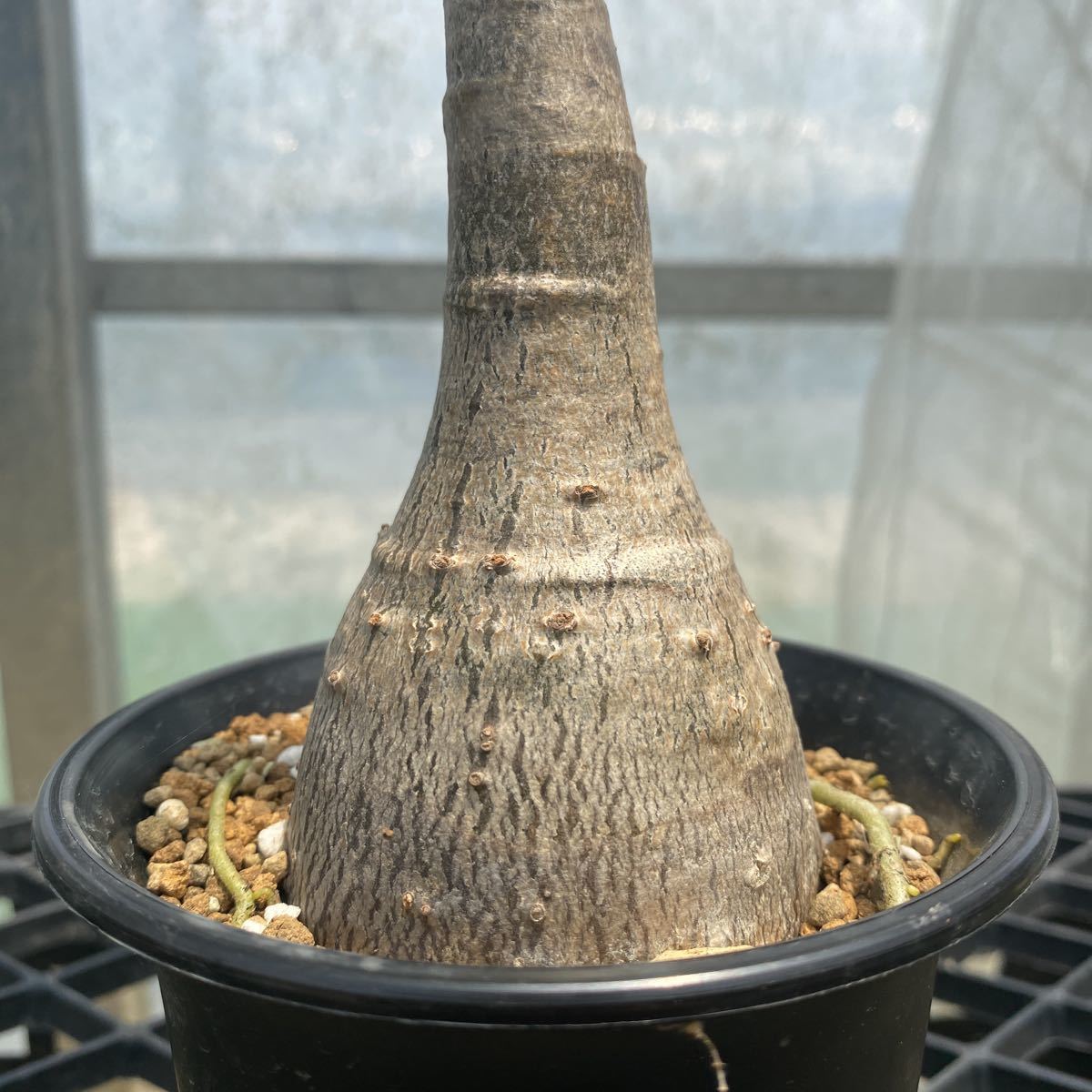 良形①【Pachypodium decaryi】 パキポディウム デカリー 3.5寸プラ鉢