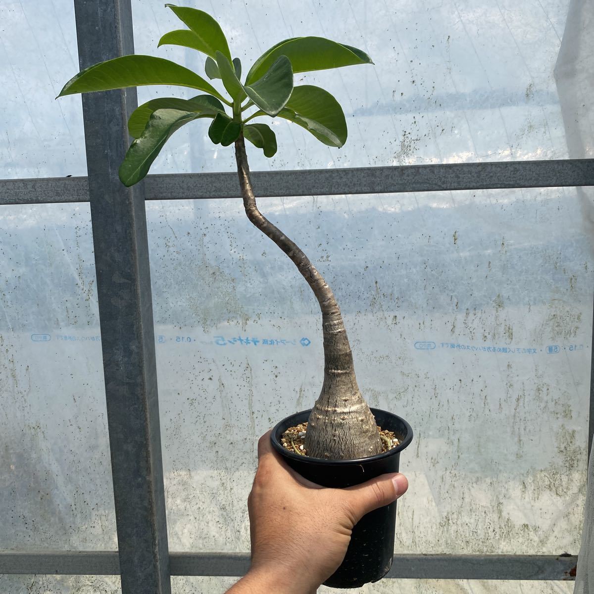良形①【Pachypodium decaryi】 パキポディウム デカリー 3.5寸プラ鉢