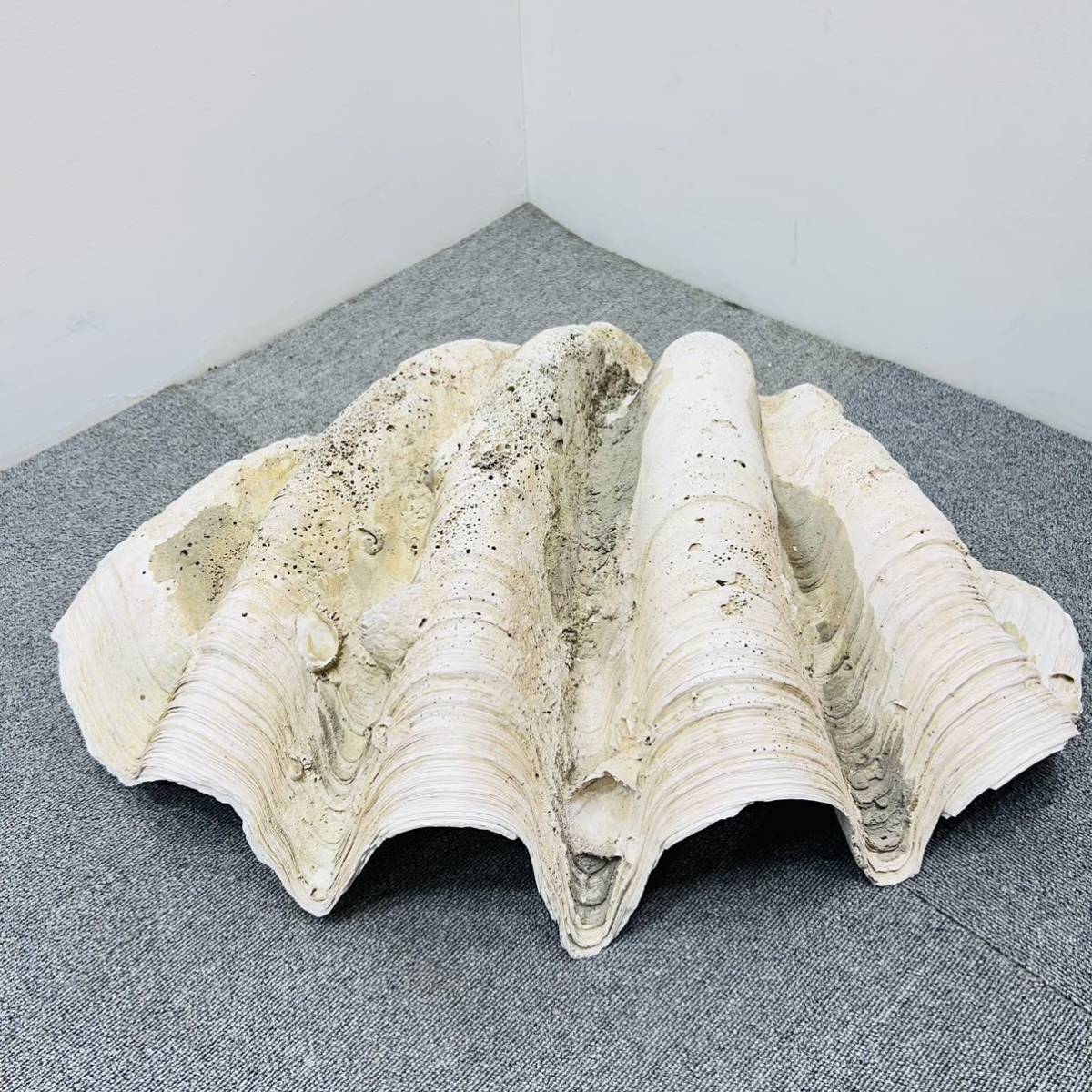 220603-23】超特大 稀少 オオシャコガイ 貝殻 約30kg 74.5cm 220603-23】超特大 稀少 オオシャコガイ 貝殻 約30kg 74.5cm