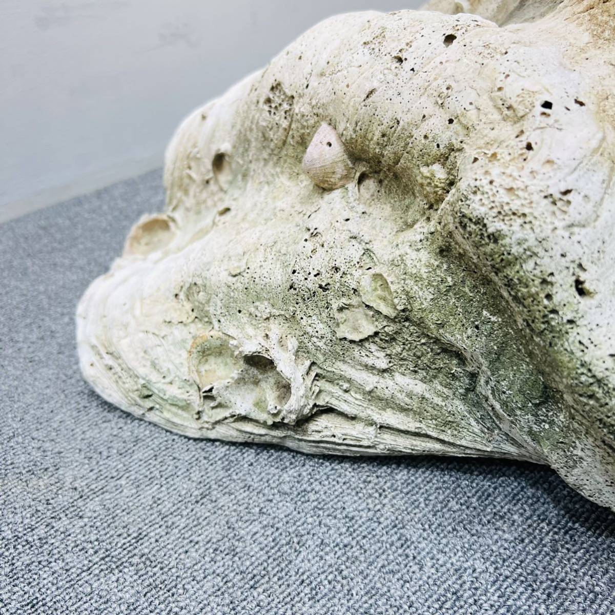 220603-23】超特大 稀少 オオシャコガイ 貝殻 約30kg 74.5cm 220603-23】超特大 稀少 オオシャコガイ 貝殻 約30kg 74.5cm