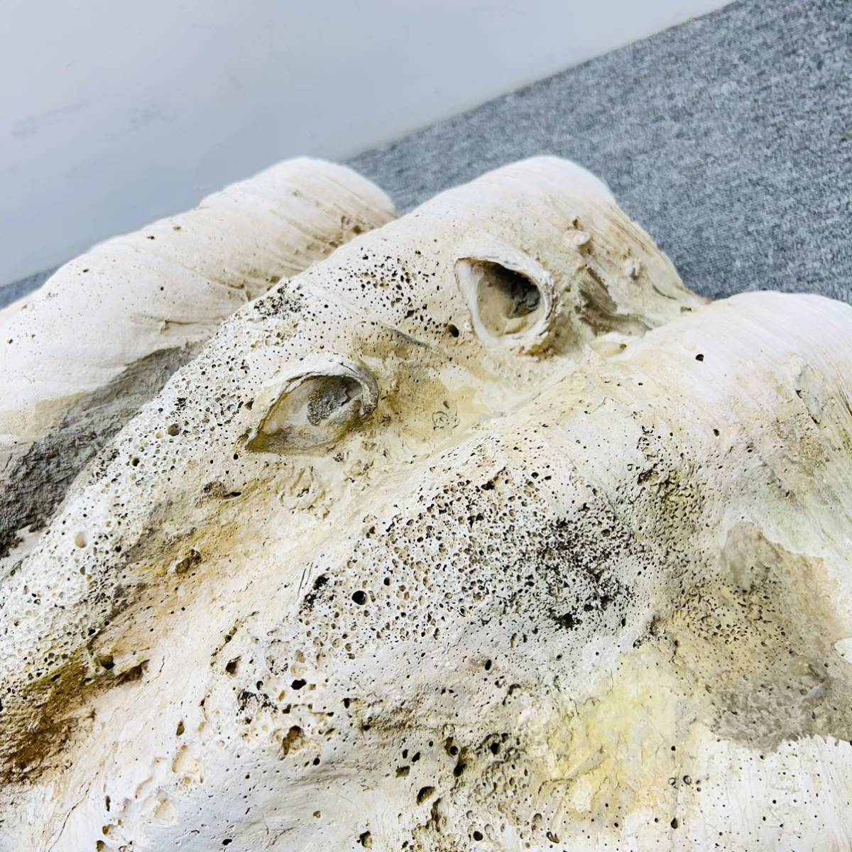 220603-23】超特大 稀少 オオシャコガイ 貝殻 約30kg 74.5cm 220603-23】超特大 稀少 オオシャコガイ 貝殻 約30kg 74.5cm