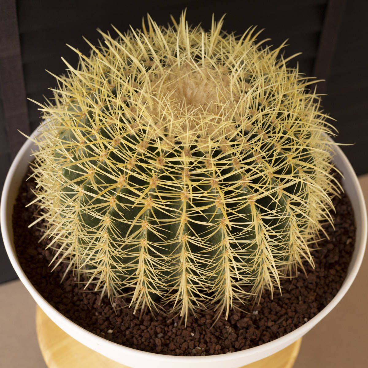 36cm】金鯱 サボテン 特大サイズ 12号 金シャチ 観葉植物 黄金色