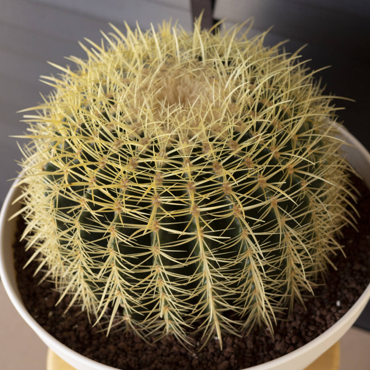 36cm】金鯱 サボテン 特大サイズ 12号 金シャチ 観葉植物 黄金色