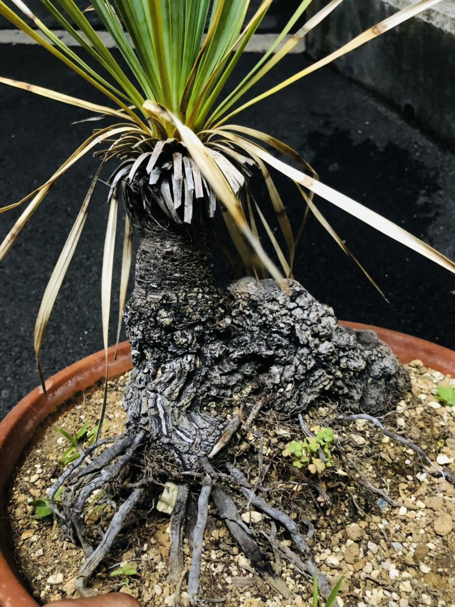 Yucca rostrata】✳️ユッカロストラータ 綺麗な樹形✳️-