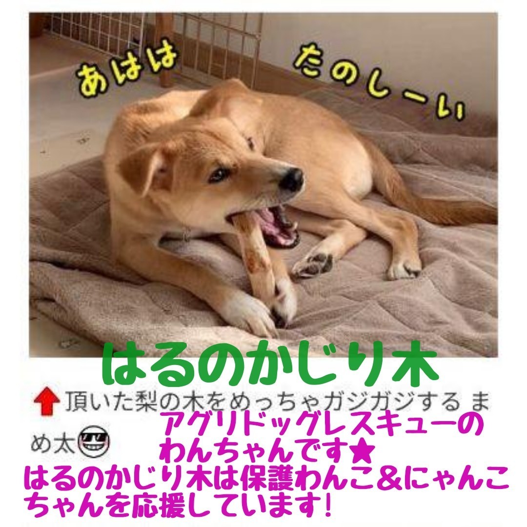 804.犬のおもちゃ犬用、かじり木、あまがみ対策、梨の木、超小型犬小型犬向き