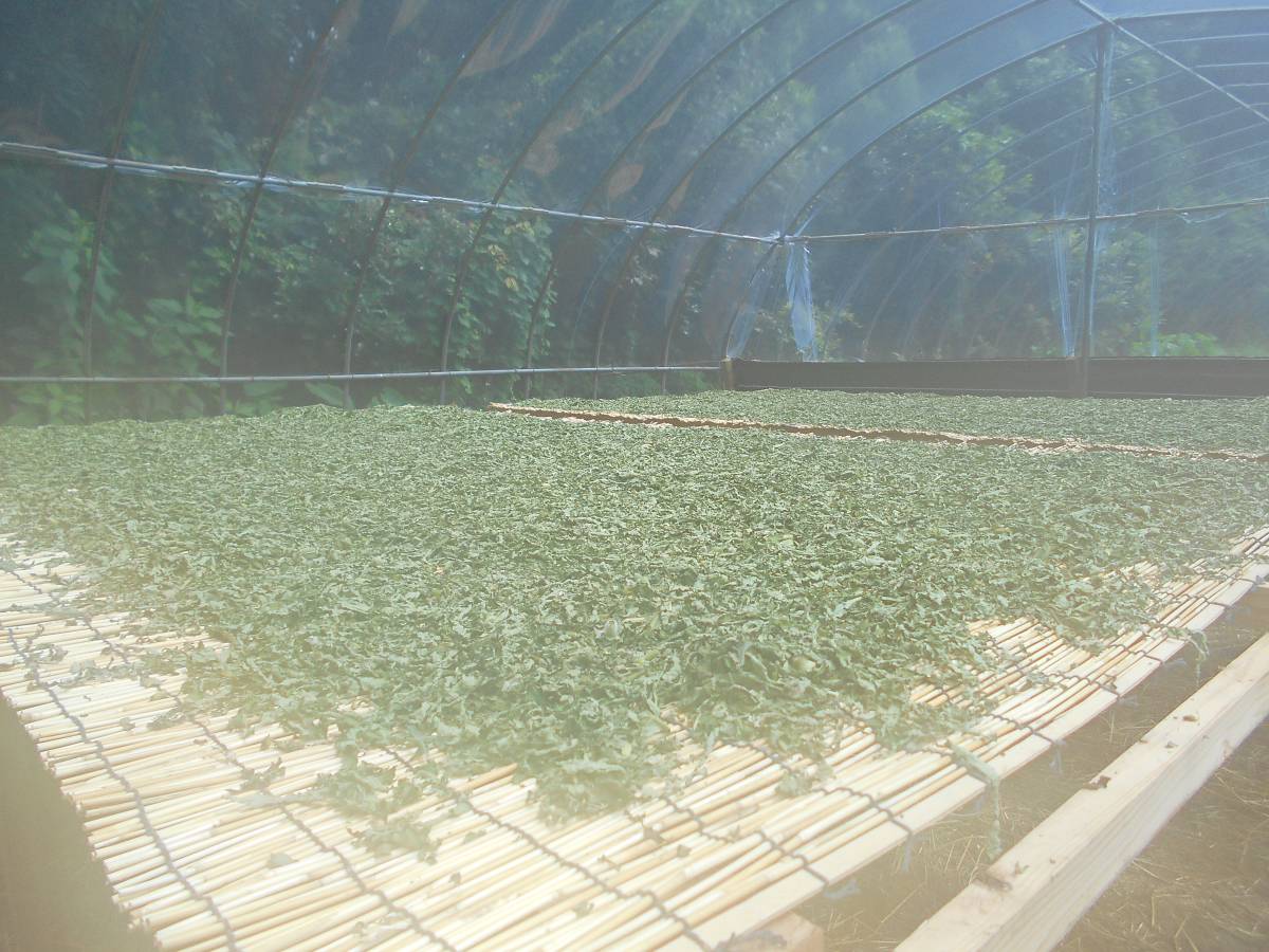宮崎県産新鮮ヤーコン茶：＠２００ｇ：無農薬、有機肥料、土着菌栽培_画像2