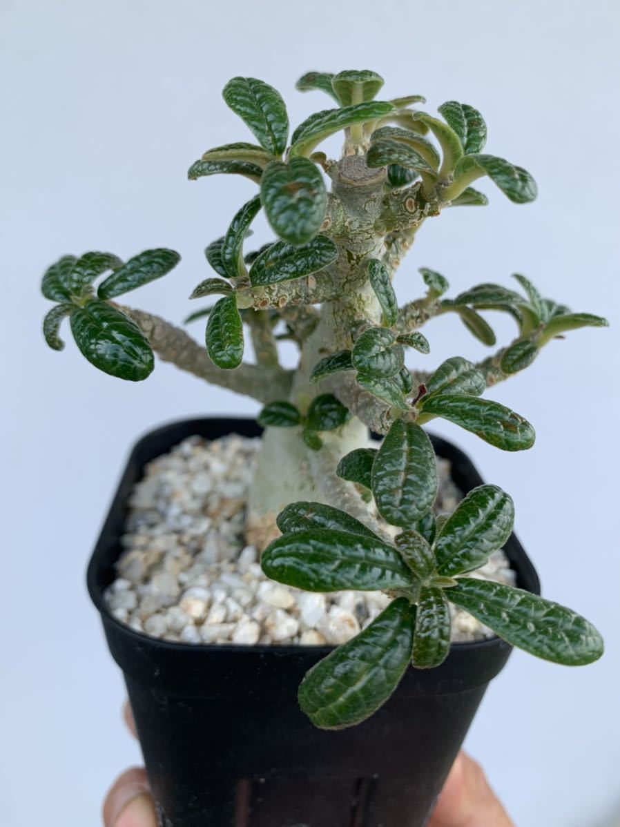 ドルステニア ギガス Dorstenia gigas 2021/2/21播種 ドルステニア ギガス Dorstenia gigas 2021/2/21播種