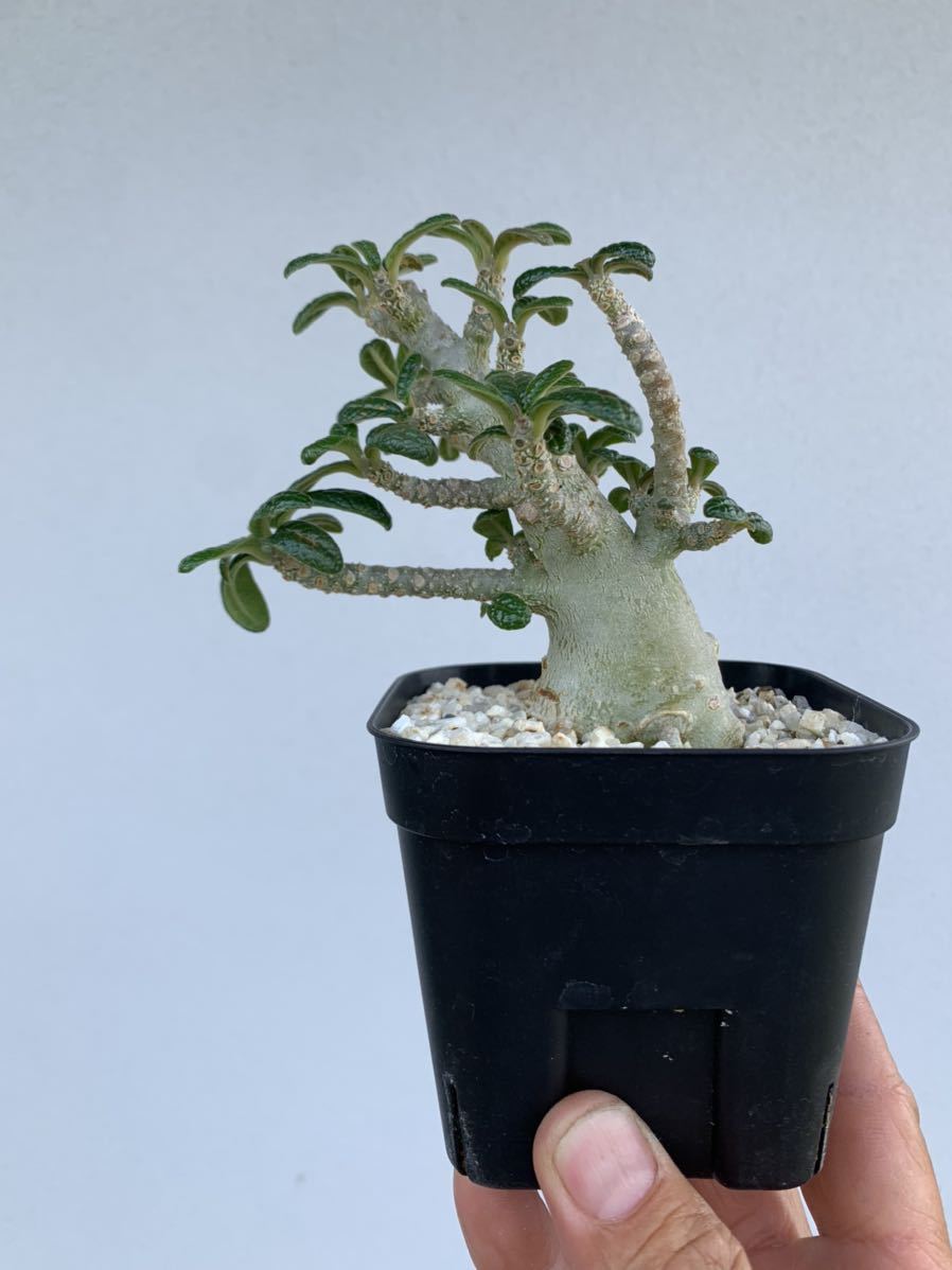 Dorstenia gigas ドルステニア ギガス 実生② nikkah.ca
