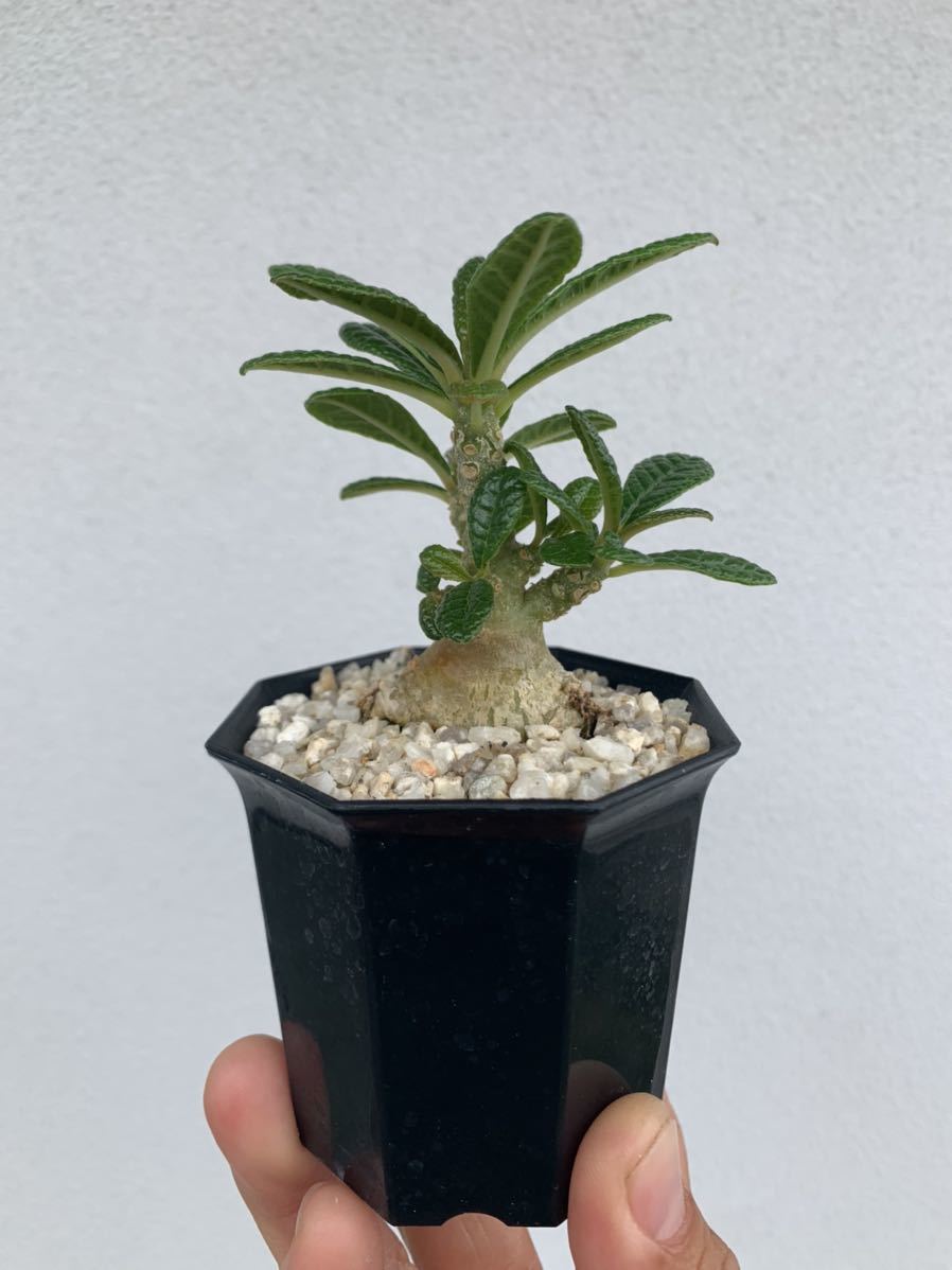 Dorstenia gigas ドルステニア ギガス 実生② www.esole.eu