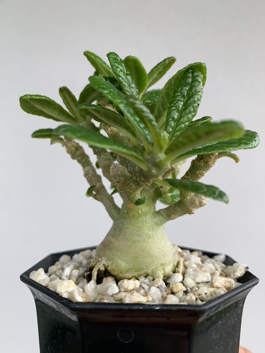 Dorstenia gigas ドルステニア ギガス 実生 ① www.esole.eu