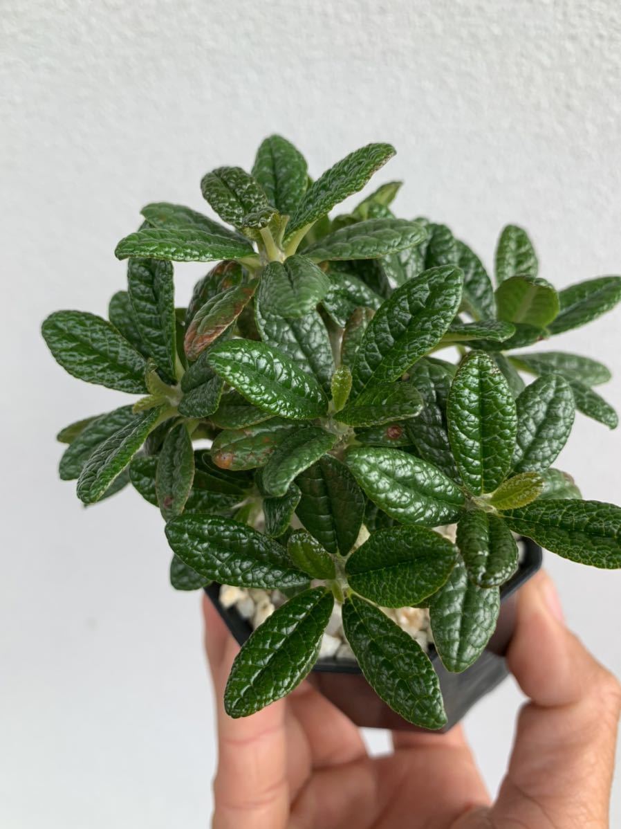 Dorstenia gigas ドルステニア ギガス 実生 ② Dorstenia gigas ドルステニア ギガス 実生 ②