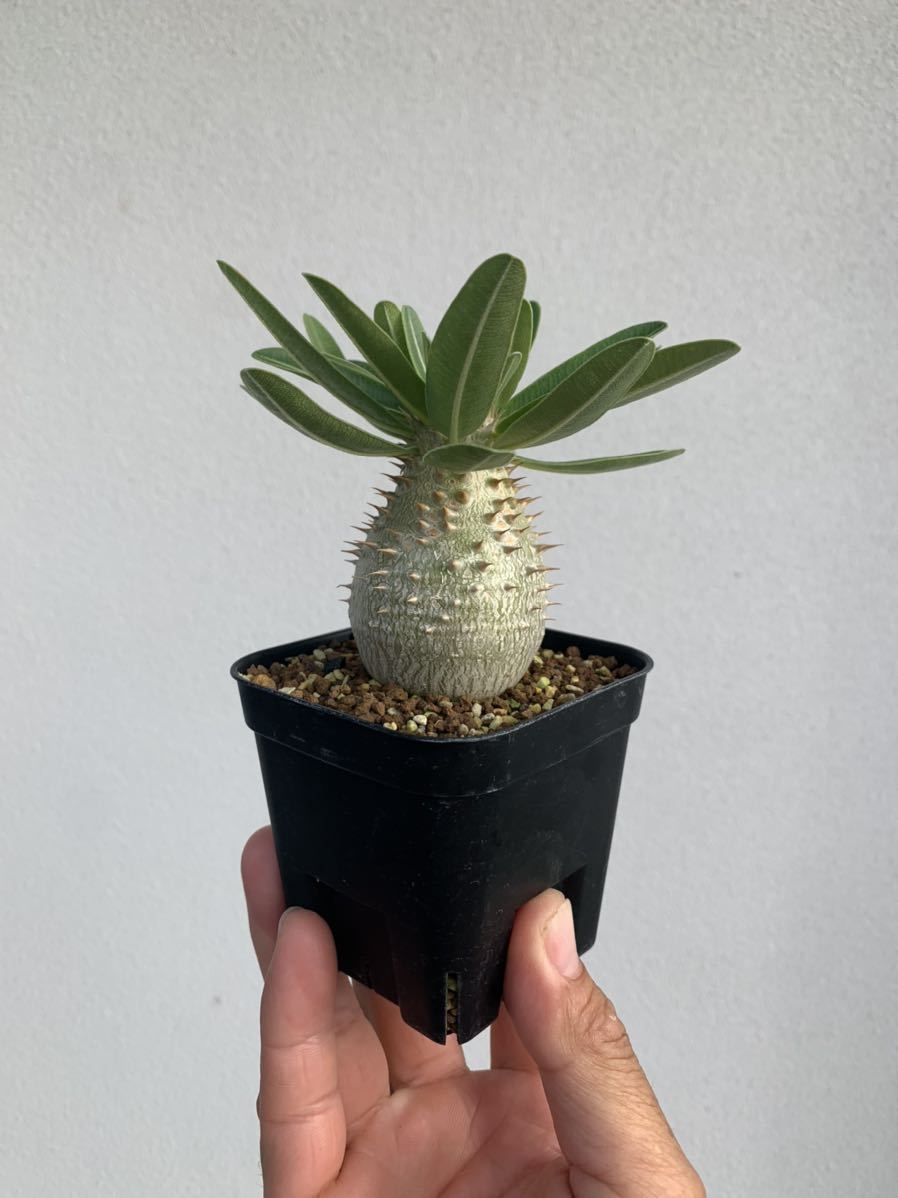 パキポディウム マカイエンセ 実生 - 観葉植物 パキポディウム マカイエンセ 実生 - 観葉植物