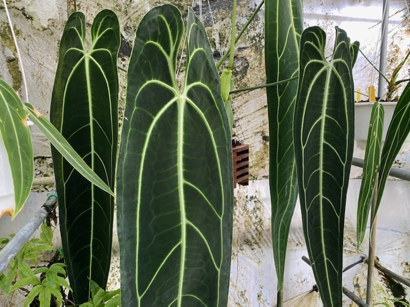 Anthurium warocqueanum アンスリウム ワロクアナム 植物/観葉植物 