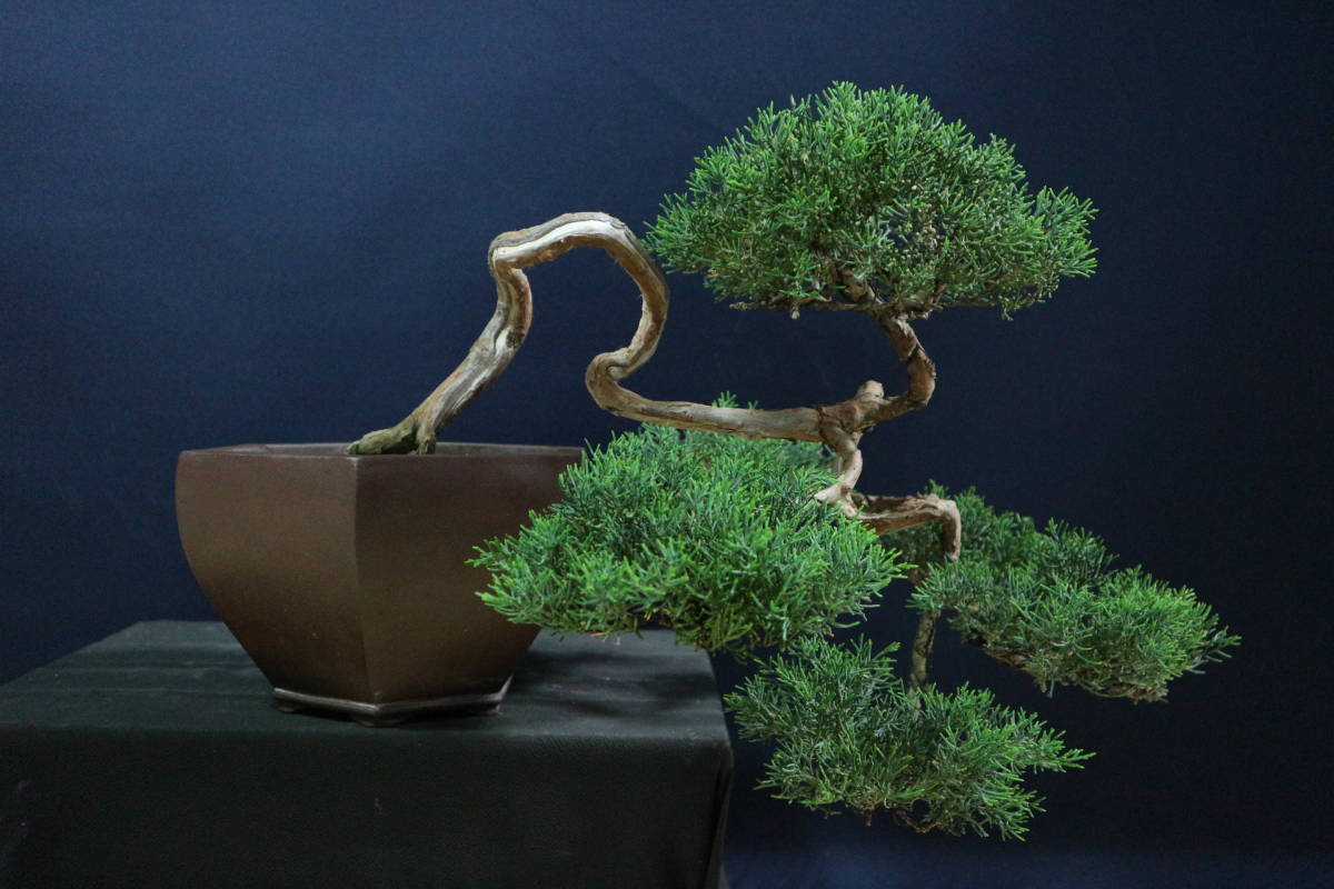 ☆盆美術館☆ 糸魚川真柏半懸崖模様木中品盆栽 山木 樹高32cm 国風展